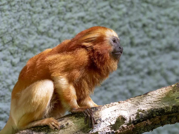 Tamarin Leão Dourado Cor Incomum Leontopithecus Rosalia — Fotografia de Stock