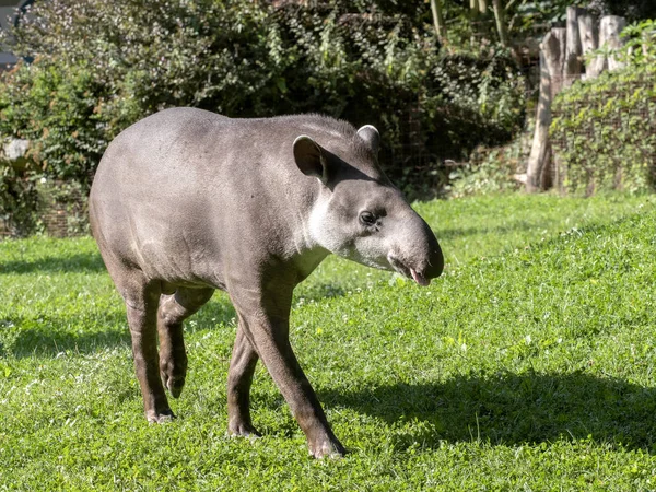 Erwachsene Männliche Südamerikanische Tapire Tapirus Terrestris — Stockfoto