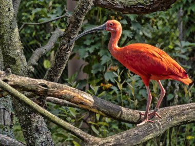 Kızıl aynak Eudocimus ruber, bir dalda duran