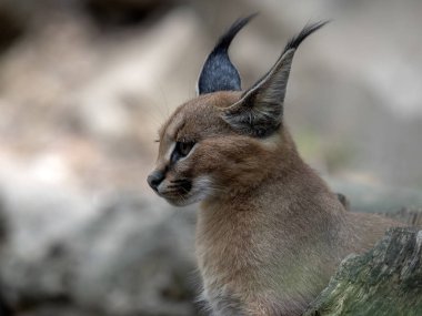 Caracal, portrait of young animals clipart
