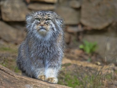 Pallas kedisi, Otocolobus manul, bir erkek portresi