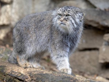 Pallas kedisi, Otocolobus manul, bir erkek portresi