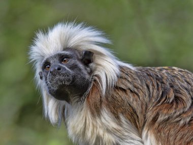 Pamuk-üst pembe maymun, Saguinus oedipus portresi