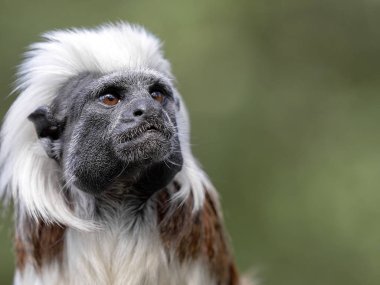 Pamuk-üst pembe maymun, Saguinus oedipus portresi