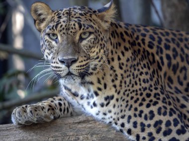 Sri Lanka parsı, Panthera pardus kotiya, ağaç üzerinde yatıyor
