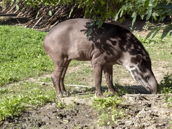 Дорослого Чоловічого Тапір Tapirus Terrestris — стокове фото
