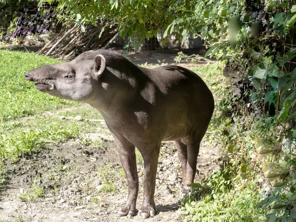 Взрослый Южноамериканский Тапир Tapirus Terrestris — стоковое фото