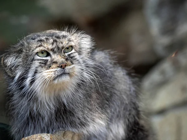 Erkek Pallas kedisi, Otocolobus manul portresi