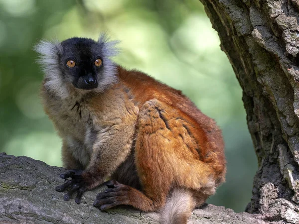 Kobiet Czarne Lemur Eulemur Macaco Drzewie — Zdjęcie stockowe