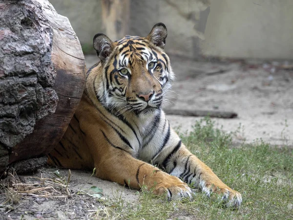 Tigre Sumatra Femenino Adulto Panthera Tigris Sumatrae — Foto de Stock