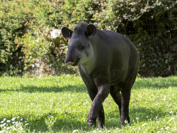 Взрослый Южноамериканский Тапир Tapirus Terrestris — стоковое фото