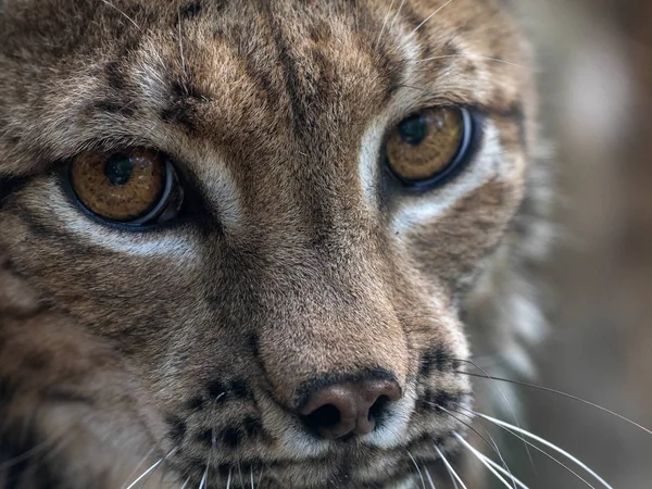 Πορτρέτο Του Σκανδιναβικού Lynx Lynx Lynx Lynx Στο Δάσος — Φωτογραφία Αρχείου