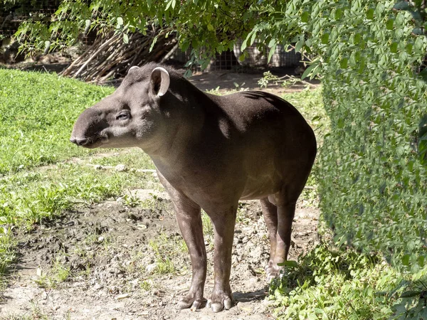 Erwachsene Männliche Südamerikanische Tapire Tapirus Terrestris — Stockfoto