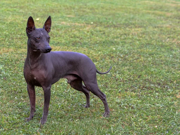 Amerikalı tüysüz korkunç bir çayır üzerinde