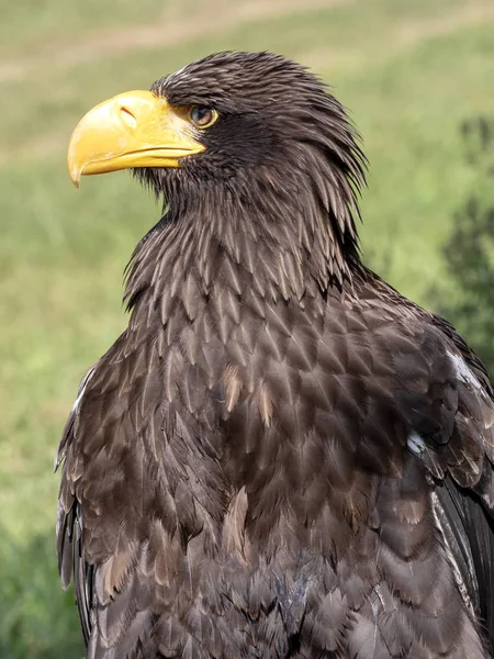 stock image Portrait of a mighty Steller's Sea Eagle, Haliaeetus pelagicus