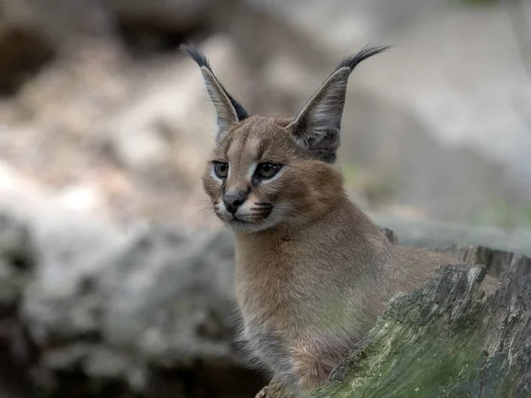 Caracal, portrait of young animals