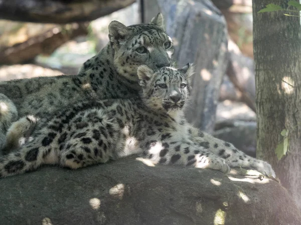Neve Leopardo Uncia Onça Fêmea Com Bebê — Fotografia de Stock