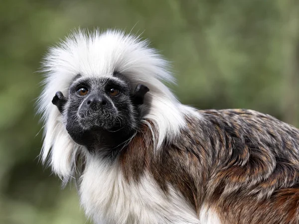 Retrato Tamarin Algodão Saguinus Édipus — Fotografia de Stock