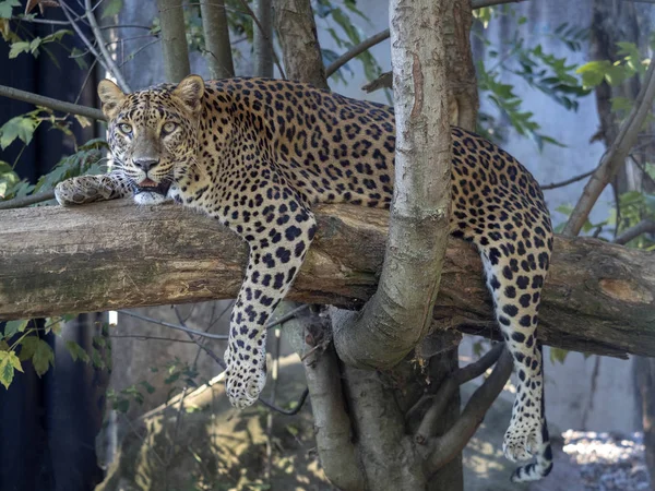 Sri Lanka Luipaard Panthera Pardus Kotiya Ligt Boom — Stockfoto