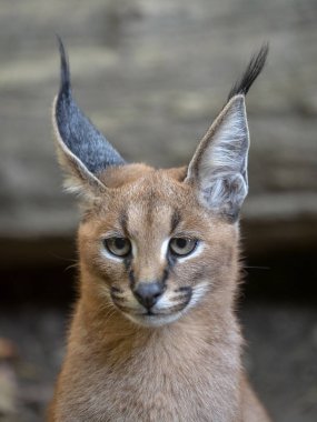 Caracal Caracal Caracal, Genç portresi