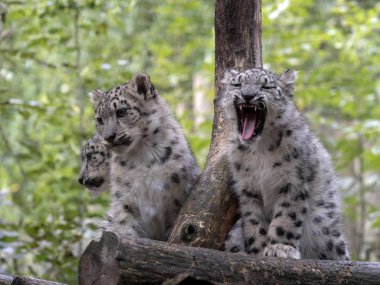 Kar leoparı, Uncia uncia, üç kız