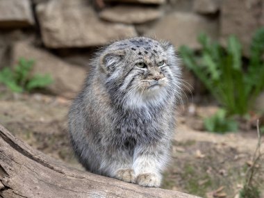 Pallas kedisi, Otocolobus manul, en güzel kedilerden biri