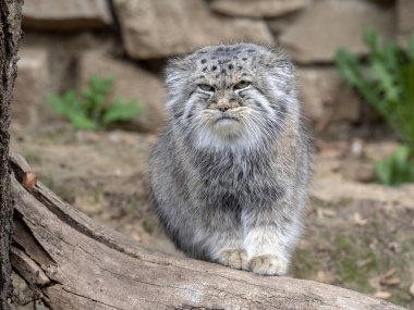 Pallas kedisi, Otocolobus manul, en güzel kedilerden biri