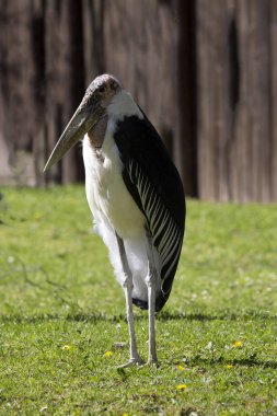 Büyük emir subayı, Leptoptilos crumeniferus, büyük bir hazine olduğunu