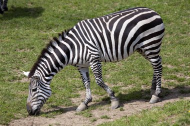 Grant'ın zebra, Equus quagga Boehme ayırt edici çizgiler vardır.