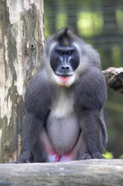 Büyük bir erkek matkap, Mandrillus leucophaeus