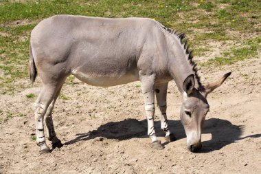 Equus africanus somaliensis, Somali yaban eşeği 