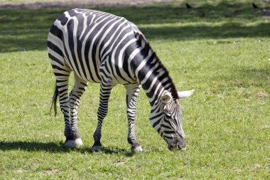 Grant'ın zebra, Equus quagga Boehme ayırt edici çizgiler vardır.