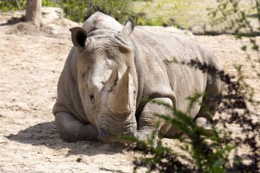  Güney beyaz gergedan, Ceratotherium s. simum