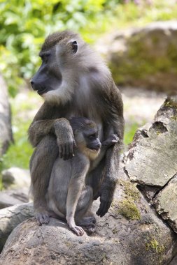 Matkap, Mandrillus leucophaeus, kadın, Genç