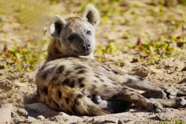 Hyaena tespit, Crocuta crocuta bir güçlü hayvandır