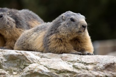 Alp dağ sıçanı, Marmota Marmota, büyük kemirgenler biri