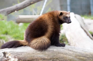 Wolverine, Gulo gulo, büyük bir canavar