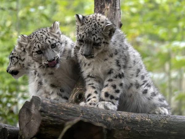 Snow Leopard Uncia Uncia Drie Kuikens — Stockfoto