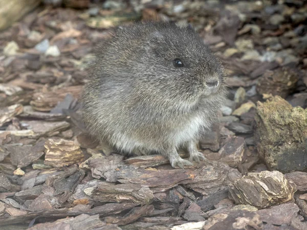 Бразильський Морська Свинка Cavia Aperea Дикі Морської Свинки — стокове фото