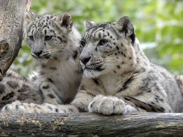 Snow Leopard Ουγγιά Uncia Θηλυκό Νεοσσούς — Φωτογραφία Αρχείου
