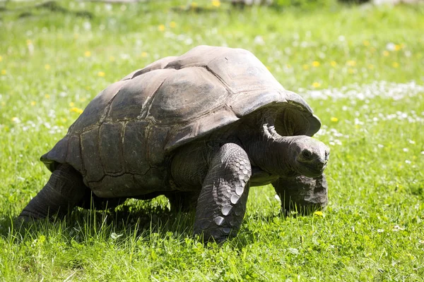 Aldabra Tortoise Dipsochelys Dussumieri Пасущиеся Траве — стоковое фото