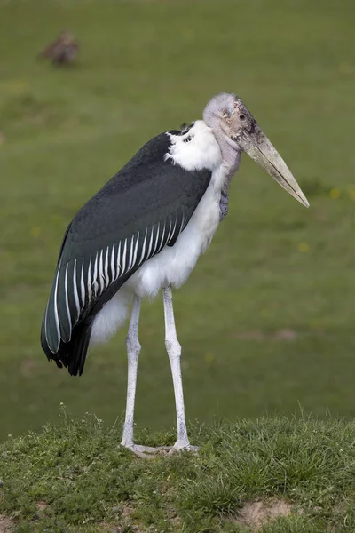 Mayor Ayudante Leptoptilos Crumeniferus Gran Carroñero — Foto de Stock