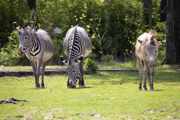 Grevy Nın Zebra Equus Grevyi Grubu — Stok fotoğraf