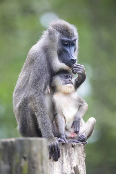 Boor Mandrillus Leucophaeus Vrouw Met Jonge — Stockfoto