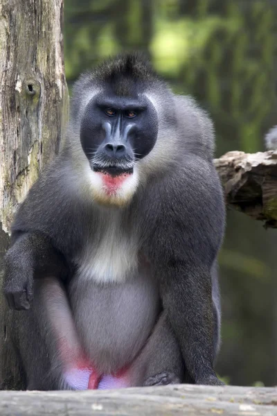 Grande Broca Masculina Mandrillus Leucophaeus — Fotografia de Stock