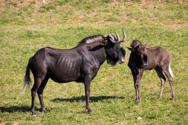 Gnu Preto Gnou Connoquetes Com Bebê — Fotografia de Stock