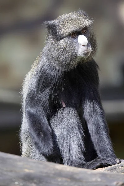 Macaco Nariz Manchado Cercopithecus Nictitans Relativamente Raro — Fotografia de Stock