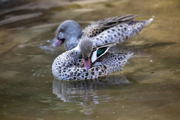 Cape Teal Anas Capensis Eine Kleine Ente — Stockfoto