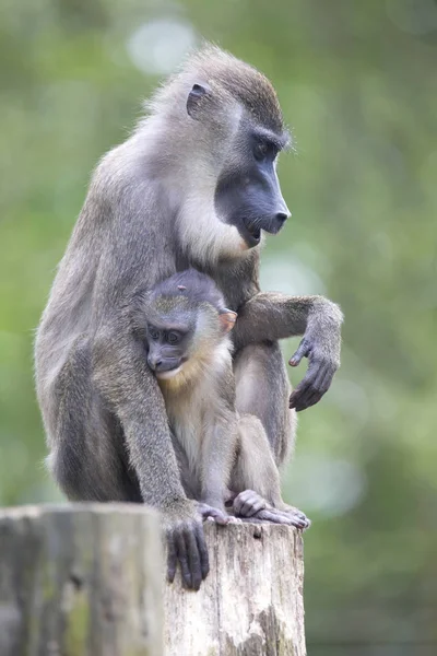 Taladro Mandrillus Leucophaeus Hembra Con Joven — Foto de Stock