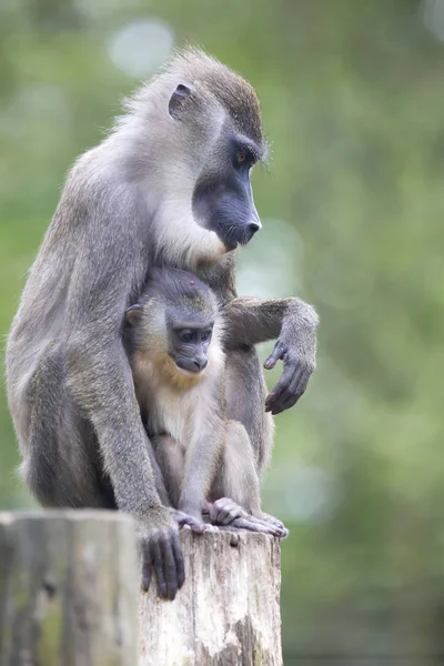 Boor Mandrillus Leucophaeus Vrouw Met Jonge — Stockfoto